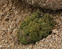 Draba densifolia