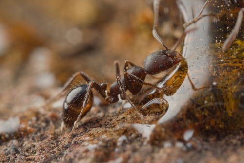 Monomorium albopilosumMonomorium albopilosum