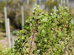 Larrea cuneifolia