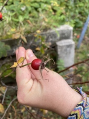 Rosa rugosa
