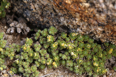 Draba densifolia