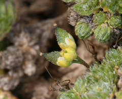 Draba densifolia