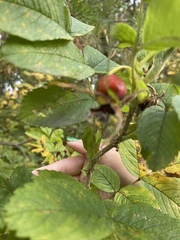 Rosa rugosa