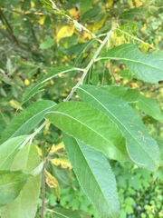 Salix × reichardtii