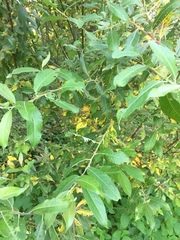 Salix × reichardtii