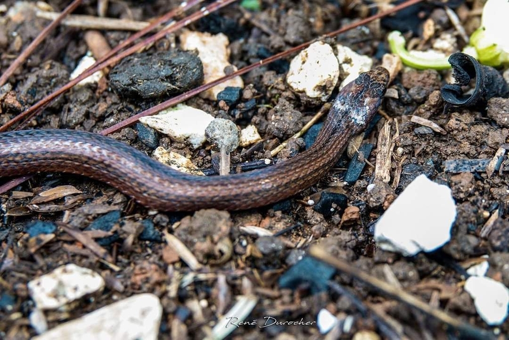 Haitian Ground Snake