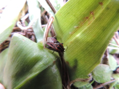 Spilostethus taeniatus