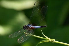 Brachydiplax chalybea