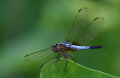 Brachydiplax chalybea