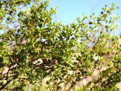 Larrea cuneifolia