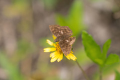 Carcharodini