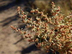 Atriplex lampa