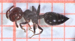 Crematogaster scutellaris