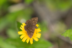 Pellicia