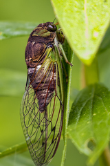Neotibicen tibicen tibicen