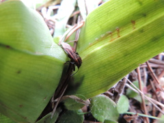 Spilostethus taeniatus