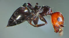Crematogaster scutellaris