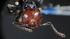 Crematogaster scutellaris