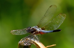 Brachydiplax chalybea