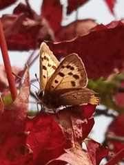 Lycaena phlaeas