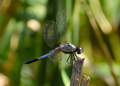 Brachydiplax chalybea