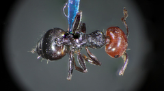 Crematogaster scutellaris