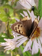 Lycaena phlaeas