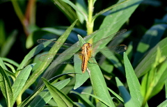 Crocothemis servilia