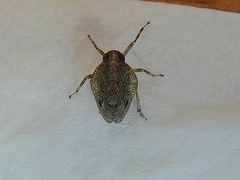 Auchenorrhyncha