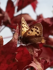 Lycaena phlaeas