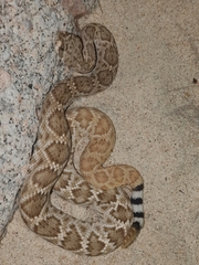 Crotalus ruber lucasensis
