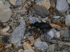 Carabus preslii