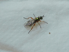 Diptera