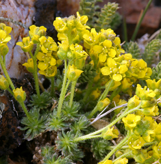 Draba densifolia