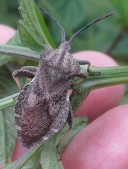 Piezogaster indecorus