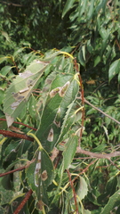 Phyllonorycter millierella
