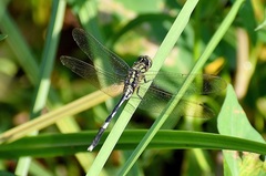 Orthetrum sabina