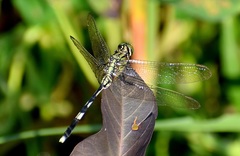 Orthetrum sabina