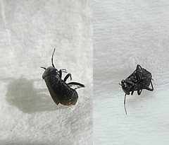 Insecta