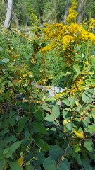 Cuscuta gronovii gronovii