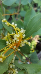 Cuscuta gronovii gronovii