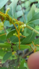 Cuscuta gronovii gronovii