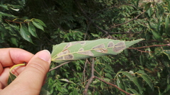 Phyllonorycter millierella