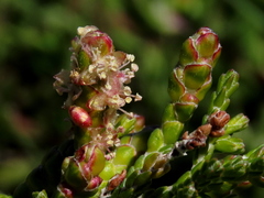 Passerina paleacea