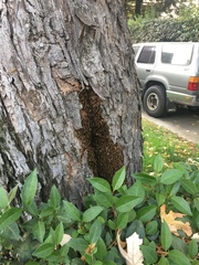 Apis mellifera