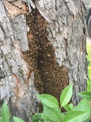 Apis mellifera