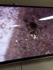 Amphitetranychus viennensis