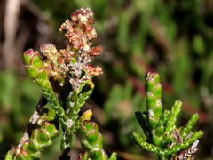 Passerina paleacea