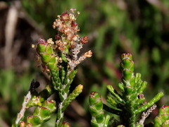 Passerina paleacea