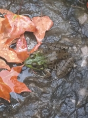 Lithobates clamitans